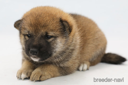 成約済の神奈川県の柴犬-325887の1枚目